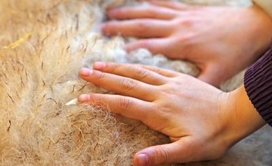 37148181 - hands of children feel the softness of wool of the sheep in the farm